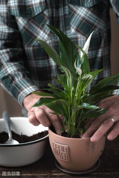 綠巨人植物風水|盆栽植物綠巨人，該如何種植與管理？